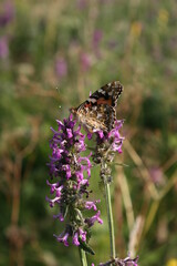 butterfly on a flower