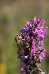 bumblebee on a lilac flower