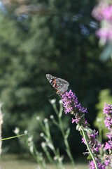 butterfly on a flower