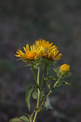 flower in the garden