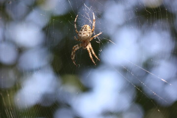 spider on the web