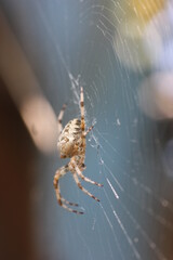 spider on the web