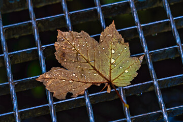 Maple leaf on metal grid