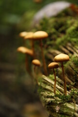 mushrooms grow on a tree 