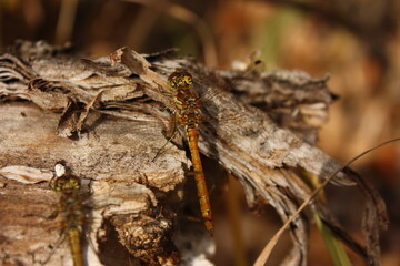 dragonfly on a tree trunk