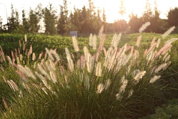 한국의식물입니다