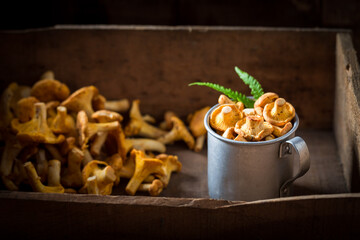 Edible chanterelles straight from forest. Wild and fresh mushrooms.
