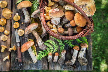 Edible mushrooms freshly picked from forest. Wild and fresh mushrooms.