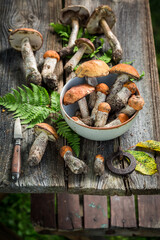 Wild mushrooms straight from forest. Wild and fresh mushrooms.