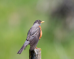 American Robin perched on a post
