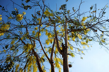 Yellow flower of Golden shower (Cassia fistula) under blue sky in Mauritius ,Colorful bright pink yellow blooms of canafistula fistula hanging on branches against blue sky background