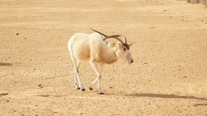 Gazelles in desert landscape with dunes in the Sahara Desert near Douz, Tunisia.