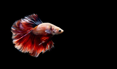 Fototapeta premium Betta fish, siamese fighting fish, betta splendens isolated on black background,