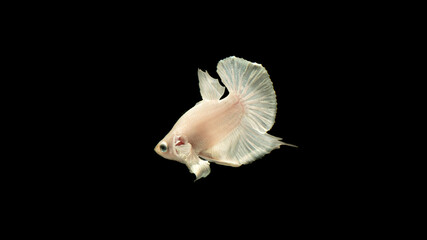 Betta fish, siamese fighting fish, betta splendens isolated on black background,