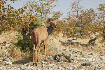 A female Kudu woodland antelope in Namibian savanna (Tragelaphus strepsiceros)