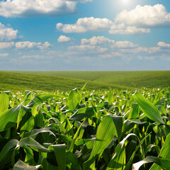 Green field of young maize stalks under blue sky in Ukraine