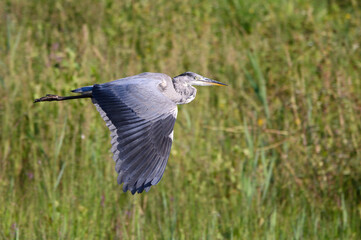 Grey heron in flight