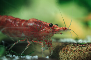 shrimp in the aquarium