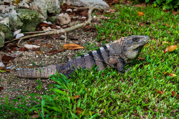 iguana on the tree