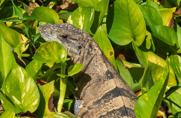 green lizard on a tree
