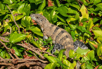 bearded dragon lizard