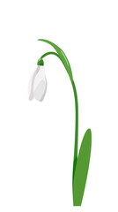 White bud and green snowdrop leaves. Vector image isolated on a white background. International Snowdrop Day.