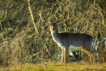 Fallow deer stag Dama Dama with big antlers