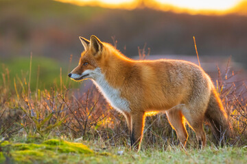 Wild red fox, vulpes vulpes, at sunset