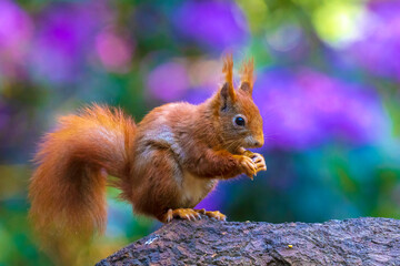 Closeup of a Eurasian red squirrel, Sciurus vulgaris, eating nuts in a forest.