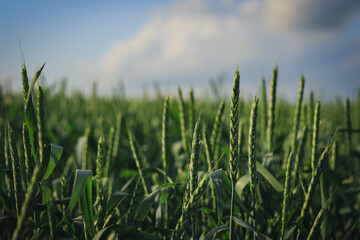 green wheat field