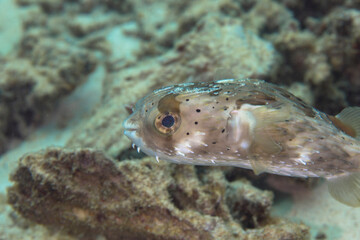 沖縄　ハリセンボン　海　魚
