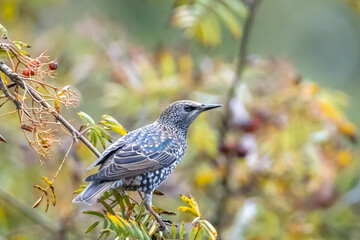 Common starling bird Sturnus vulgaris eating berries fruit