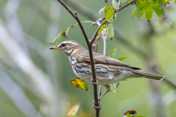 Fototapeta premium Redwing Turdus iliacus bird eating berries