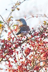 Fieldfare, Turdus pilaris, eating berries