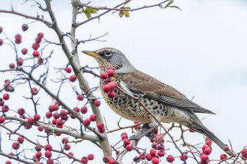 Fototapeta premium Fieldfare, Turdus pilaris, eating berries