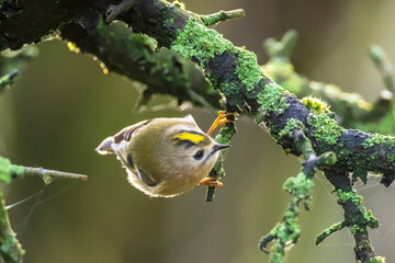 Goldcrest bird, Regulus regulus, foraging through branches of trees and bush