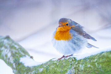 European robin bird Erithacus rubecula foraging in snow, cold Winter setting.