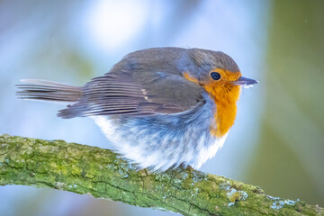 European robin bird Erithacus rubecula foraging in snow, cold Winter setting.