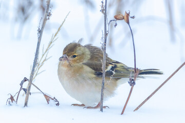 Fototapeta premium chaffinch female bird, Fringilla coelebs, foraging in snow, beautiful cold Winter setting