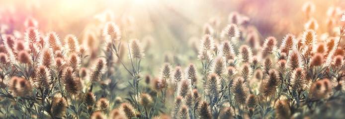 Beauty in nature, beautiful nature in meadow, flowers and plants lit by sun rays