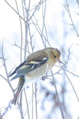 chaffinch female bird, Fringilla coelebs, foraging in snow, beautiful cold Winter setting