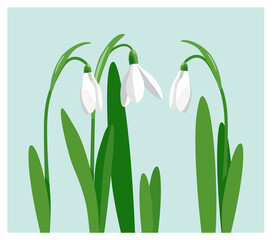 Fototapeta na wymiar The Day of Snowdrop. White flowers and green leaves of snowdrops. Vector illustration isolated on a light green background. EPS 10.
