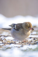 Common Chaffinch, Fringilla coelebs, bird foraging in snow, beautiful cold Winter setting