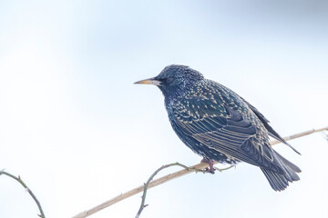 Male common starling bird Sturnus vulgaris with beautiful plumage