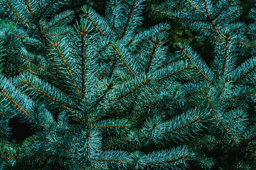 Beautiful natural background from the branches of blue spruce. A traditional symbol of winter holidays