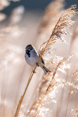 Singing common reed bunting, Emberiza schoeniclus, bird in the reeds on a windy day