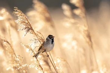 Foto op Canvas Singing common reed bunting, Emberiza schoeniclus, bird in the reeds on a windy day © Sander Meertins