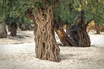 olives in the white sand