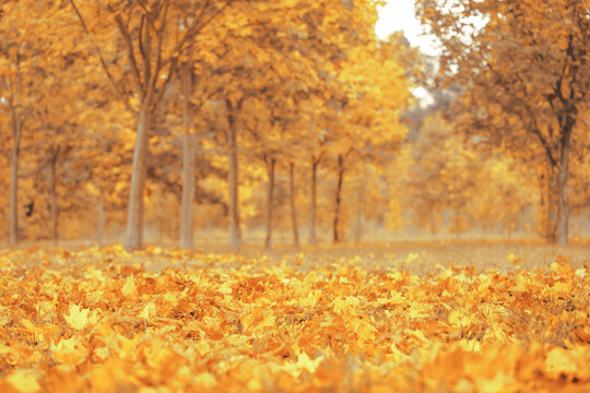 Fall banner. Beautiful autumn yellow and red foliage in golden sun. Falling leaves natural background landscape. copy space, selective focus. Full frame