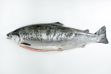 Big Salmon imported from Norway on a white background